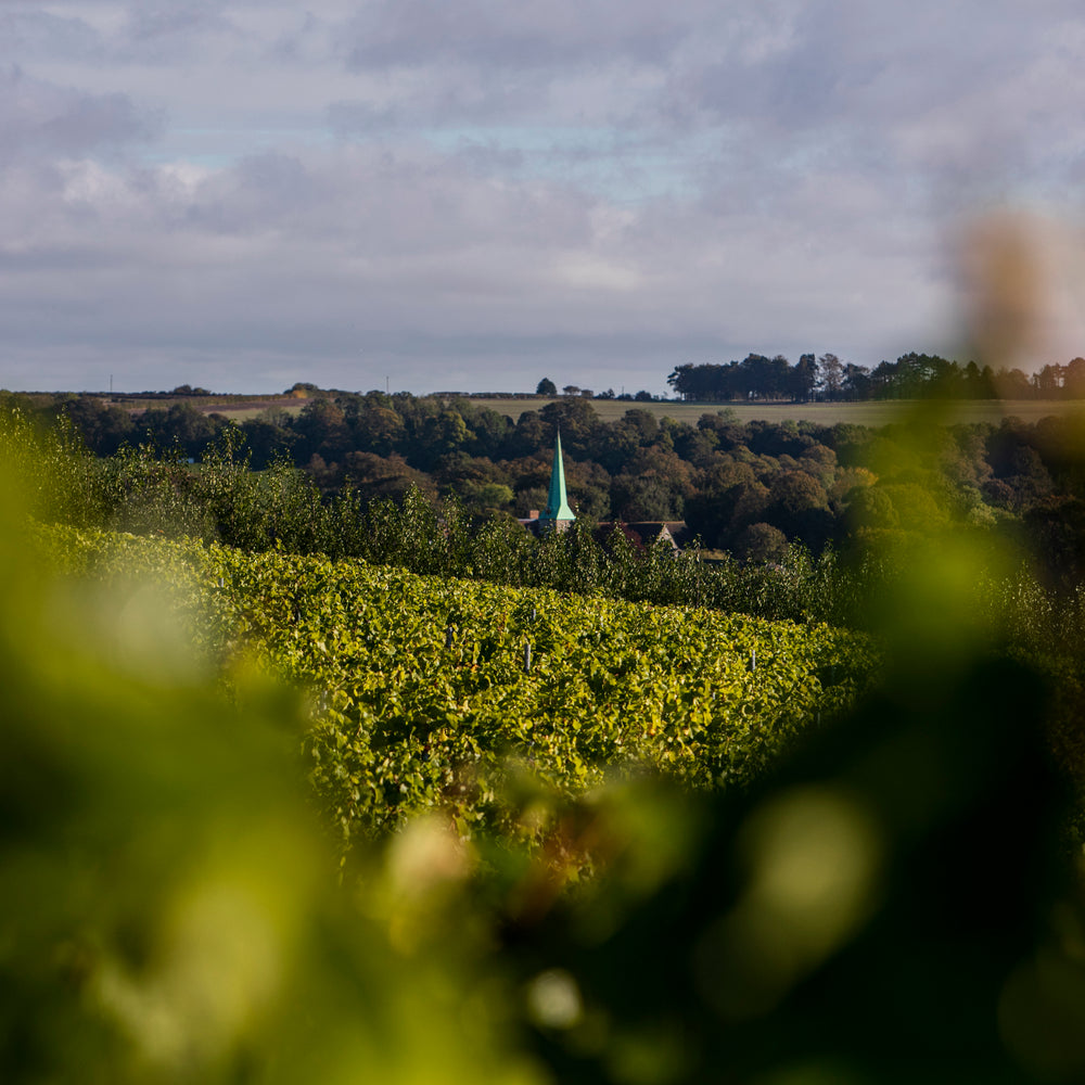 A countryside vista with out of focus leaves at the edge and a green church spire in the distance