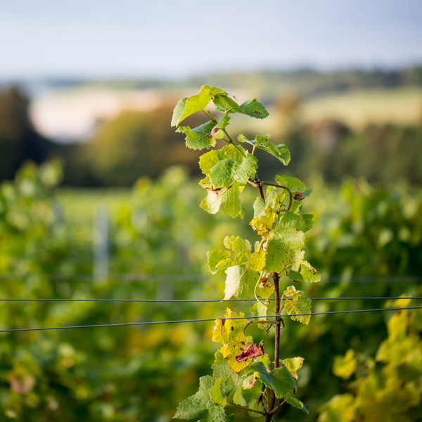 Vineyard Update – Simpsons' Wine Estate