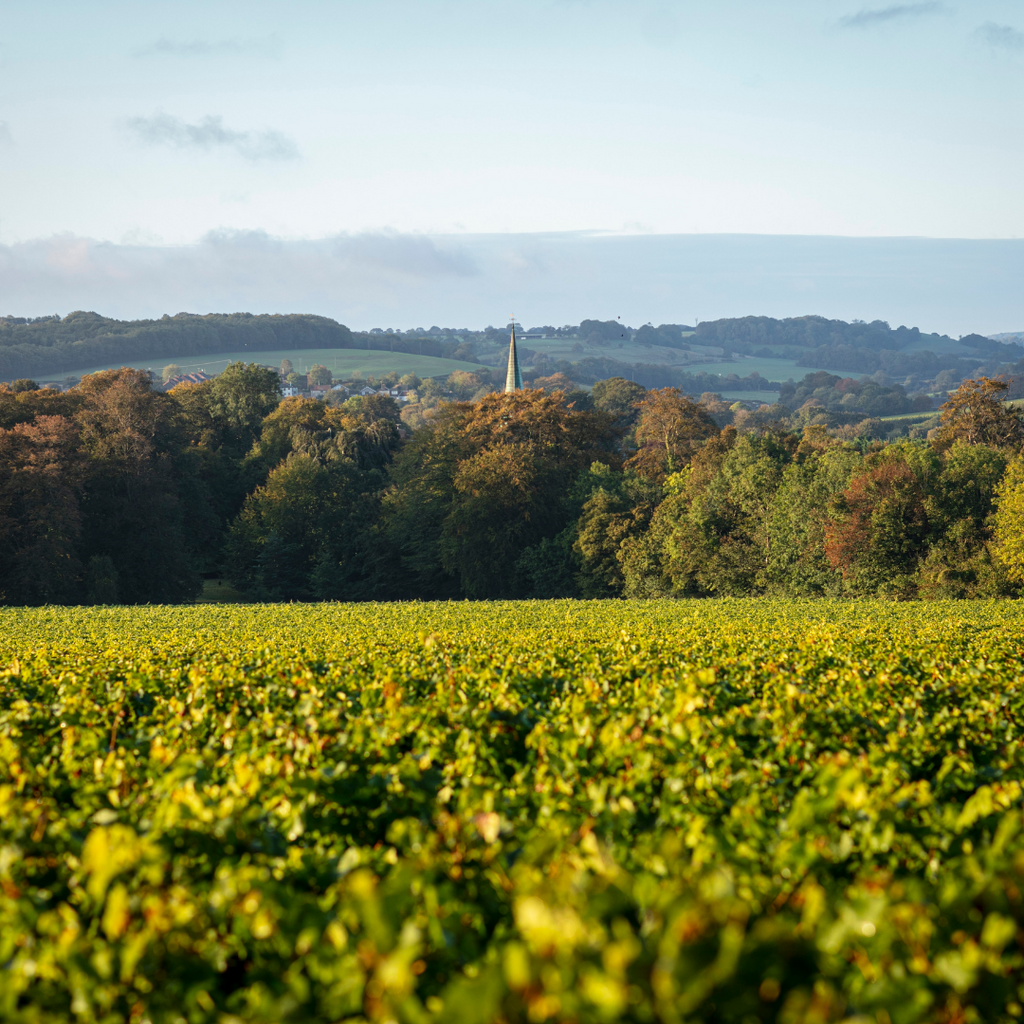 Simpsons' Wine Estate Rises to the Challenge of 2020