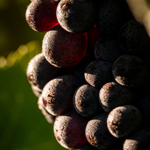 Q Class 2025 Pinot Noir - Magnum