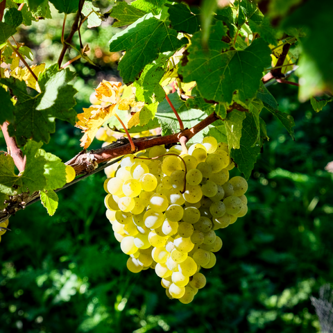 Q Class 2025 Chardonnay - Magnum